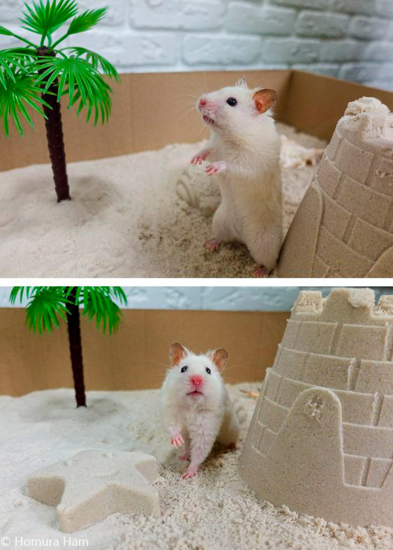 syrian hamster playground