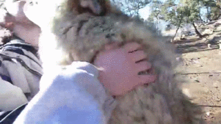 thatwanderinglonewolf:  Happy Wolf Attack [X] 