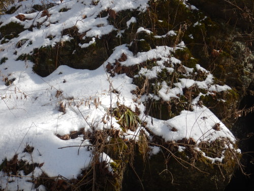 Carex plantaginea is a sedge that has gotten around quite a bit and even been separated a few times 