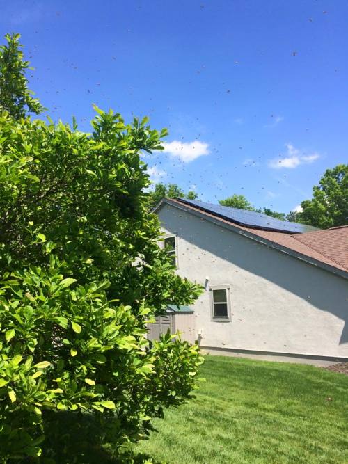 citadelbloodbeard:  While we’re on the subject of honeybees, I was recently visited by a swarm!I came home Tuesday to find a huge cloud of bees all around a magnolia tree by the garage. In less than an hour, they coalesced into a tight ball of bees