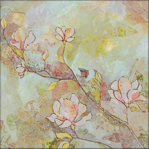 florealegiardini: Delicate Magnolias ~ Shadia Derbyshire