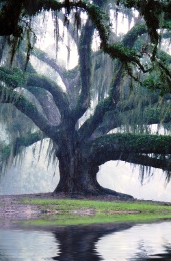 decepticun:  Flooded Avery Oak | by StevenSmith1