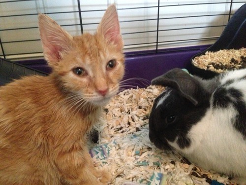 A story of a kitten and his unlikely companion...