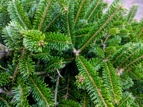 regnum-plantae: Know your festive conifers I mentioned before that I started working in a garden cen