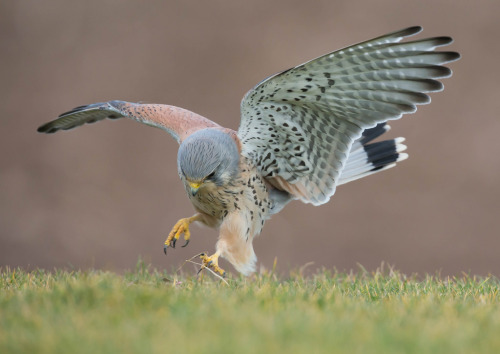 Common Kestrel (Falco tinnunculus) >>by Mark Pirie