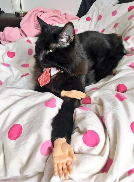 catasters: