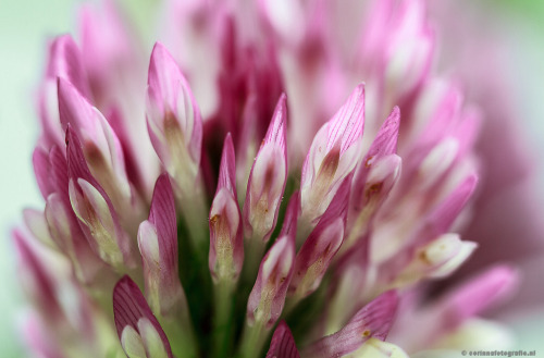 Red Clover