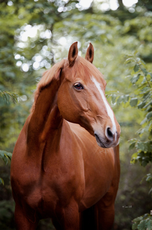 lainphotography:Horses of my riding stable.