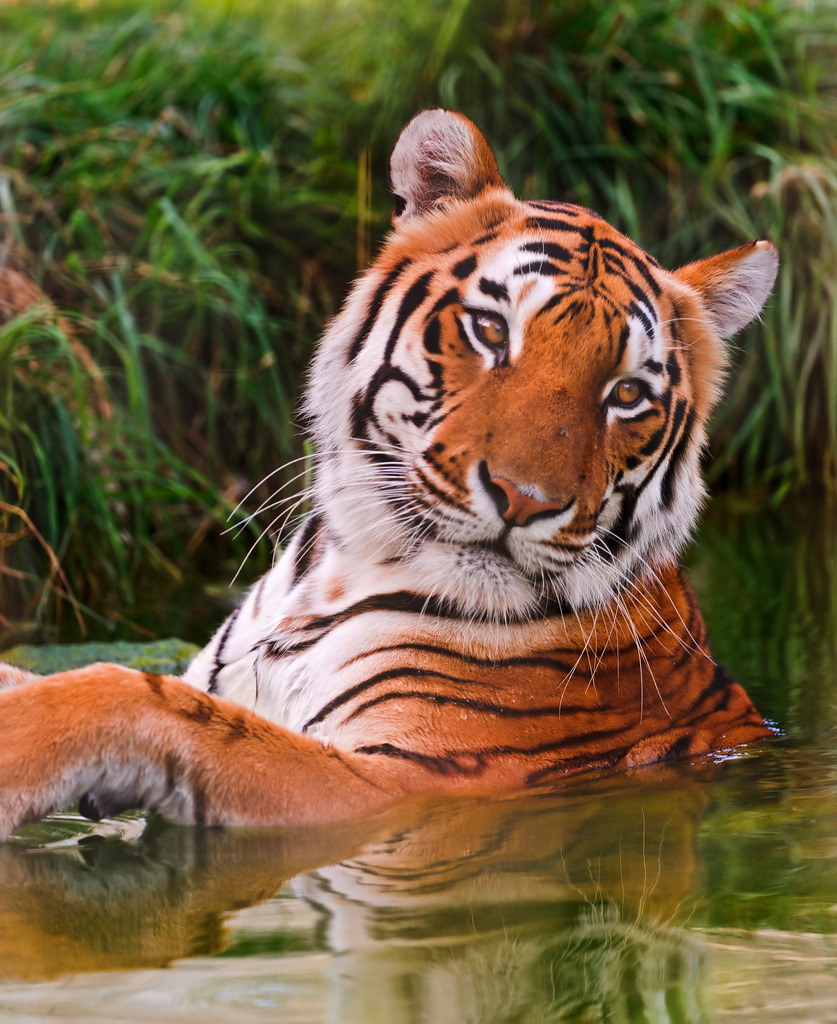 bigcatkingdom:  Amir bathing (by Tambako the Jaguar)