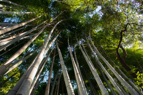 Bamboo forest in Kyoto Japan