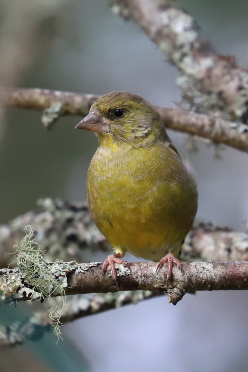 Greenfinch/gtnfink. Vrmland, Sweden (September 23, 2018).