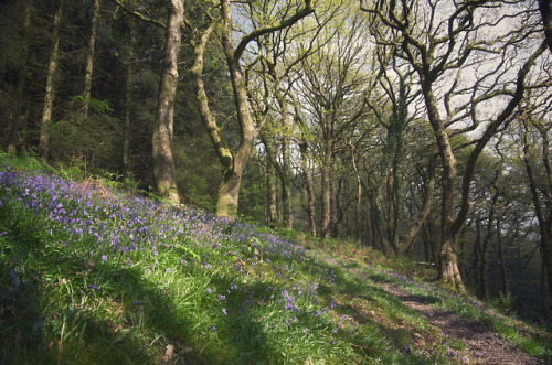 90377:  Bluebell Woods by simon rees   porn pictures