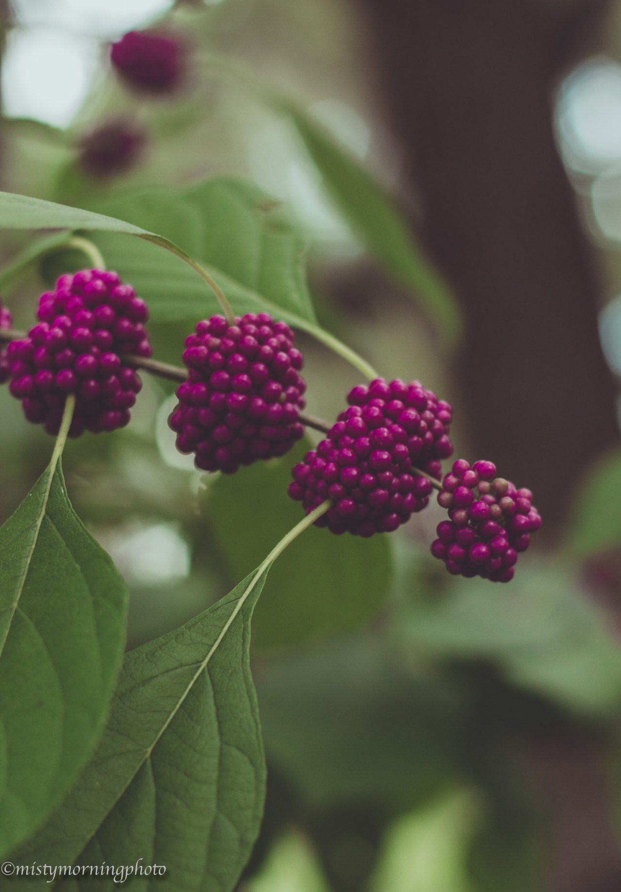 mistymorningphoto:  Unlikely © mistymorningphoto Tumblr | Flickr 