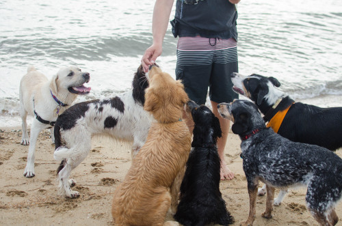 Dougal’s dad is a superstar to the dogs 