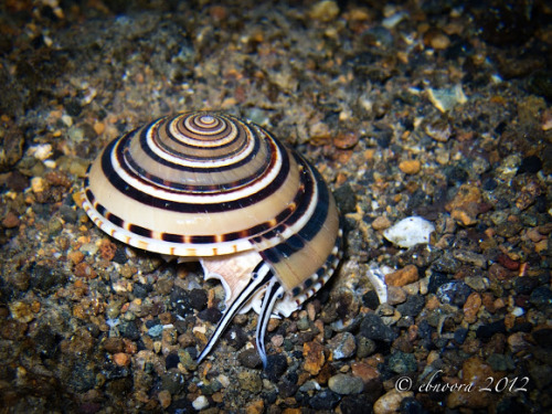 ainawgsd:    Architectonica perspectiva, common name the clear or perspective sundial shell, is a species of sea snail, a marine gastropod mollusk in the family Architectonicidae, which are known as the staircase shells or sundials.  The snail is common