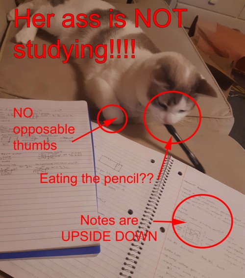 Cat Therian Moodboard But Its Memes I Found On My Phone