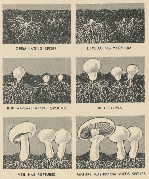 nemfrog:“Life cycle of the mushroom.” How and why wonder book of mushrooms, ferns and mosses. 1965. 