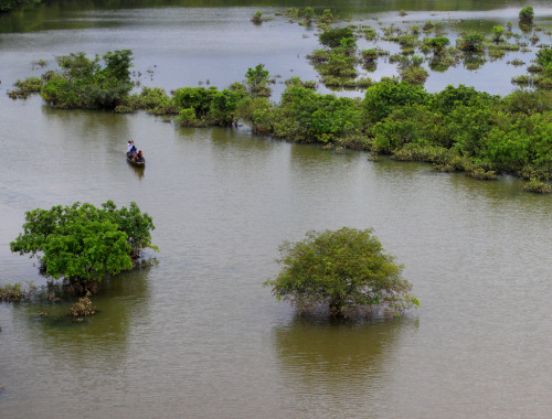 soon-monsoon:Ratargul, Gowainghat, Sylhet, Bangladesh by Asif Afriq 