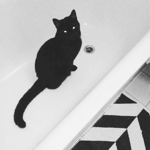 #goldablackcat #catdesign #catsinbathtubs