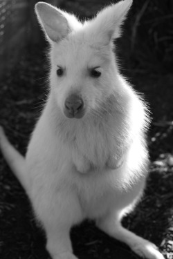 deceasedestates:  Bonorong Wildlife Sanctuary.Tasmania. September, 2013.