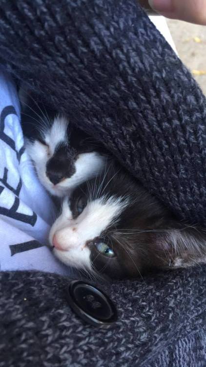 Top left is my bf with a couple kittens, the bi-color tabby is my precious baby named Mr. Kitty!