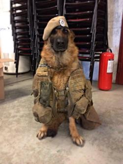 cute-overload:  Private Woof reporting for