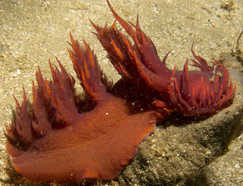 realmonstrosities: The Rainbow Nudibranch (Dendronotus iris) is a terrifying beast of hellish fire a