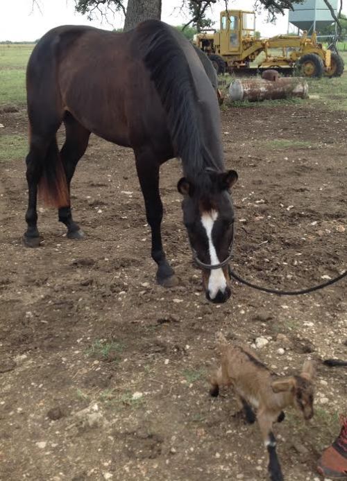 kuttithevangu: dreamsofdressage: Remind me to buy him his own goat  i love photos of horses bei