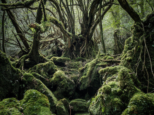 nevver: Into the Woods, Raphael Olivier