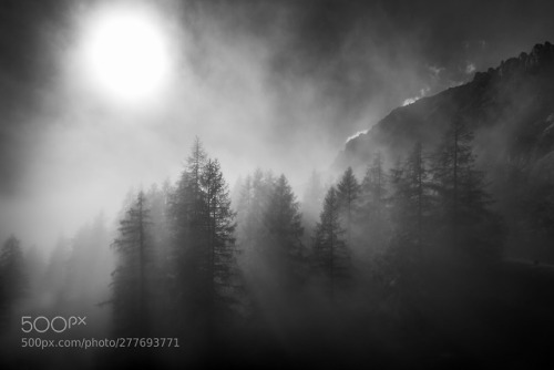 morninglight b/w by andydauer
