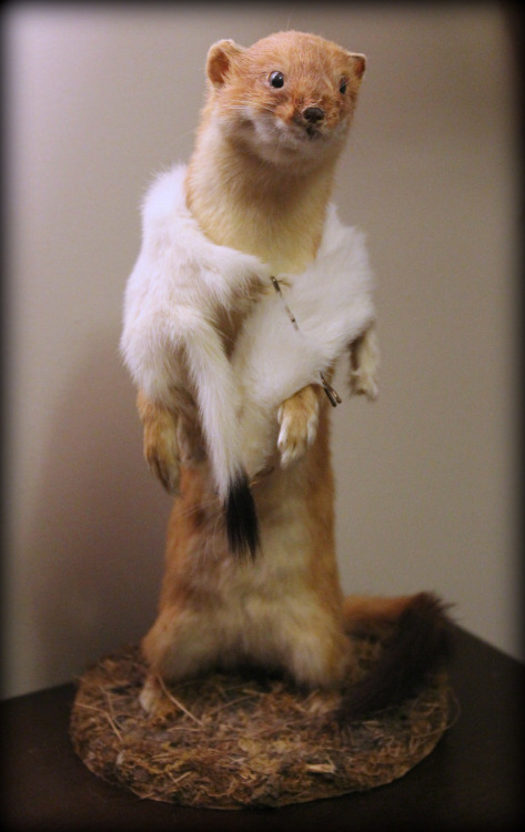 Also, just so nobody thinks that everything I own is in good taste, here is Dave, my desktop stoat, 