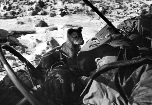 An American Marine sleeps in his halted jeep while a puppy whines in his ear during the retreat from