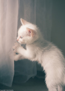  white cat by CarloAnarduhttp://500px.com/photo/46500344 