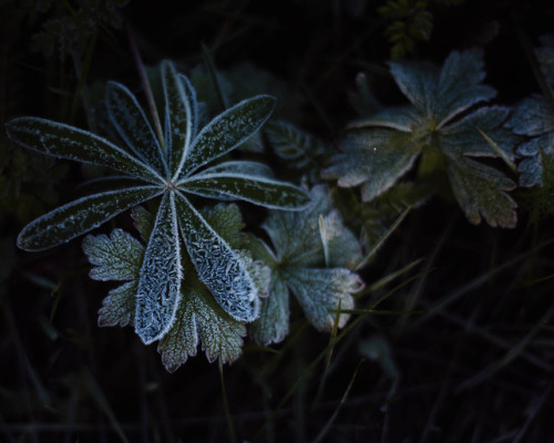 Frosty leaves, Lycksele, Sweden