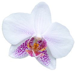 transparent-flowers:  White orchid from the Orchidaceae family. 