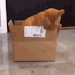 flimflix:twilightdomain:babygirl you are so good at tearing apart cardboard with your teeth in the middle of the night