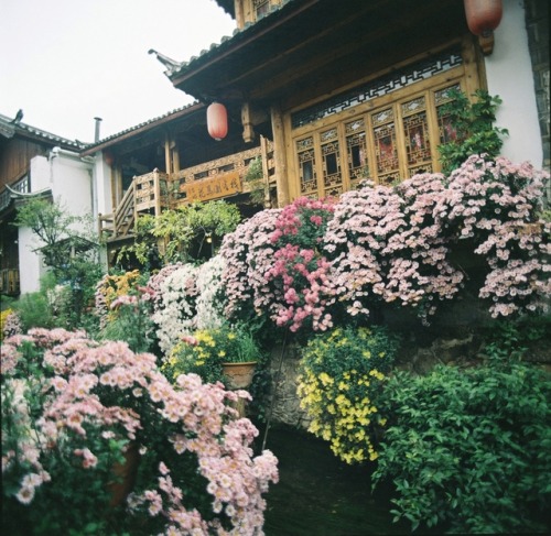 floralls: Autumn at Lijiang old town, China by Ngoc Hung 