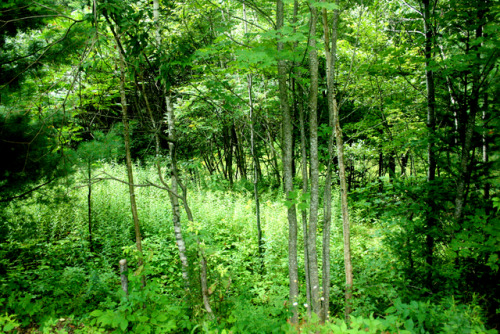 twilightsolo-photography:Hints of YellowThe woods on my sister’s land in NH.©twilightsolo-photograph