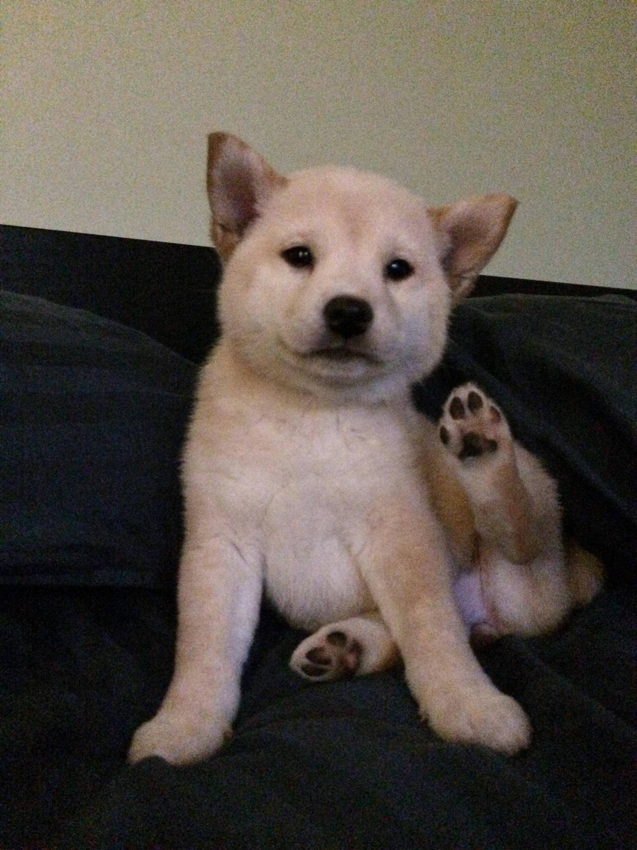 awwww-cute:  My new baby Shiba says “hi”