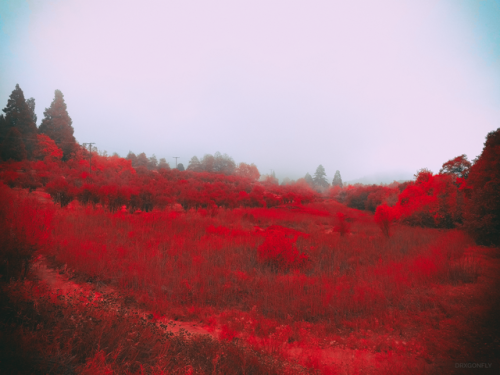 drxgonfly: Burning Red (by drxgonfly)  Instagram