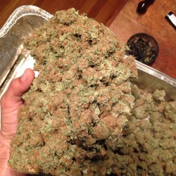 weed-holic:  For more follow weed-holic