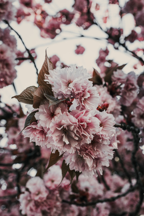 canipel:Cherry blossom.  | Make sure you follow > Shot By Canipel & Instagram