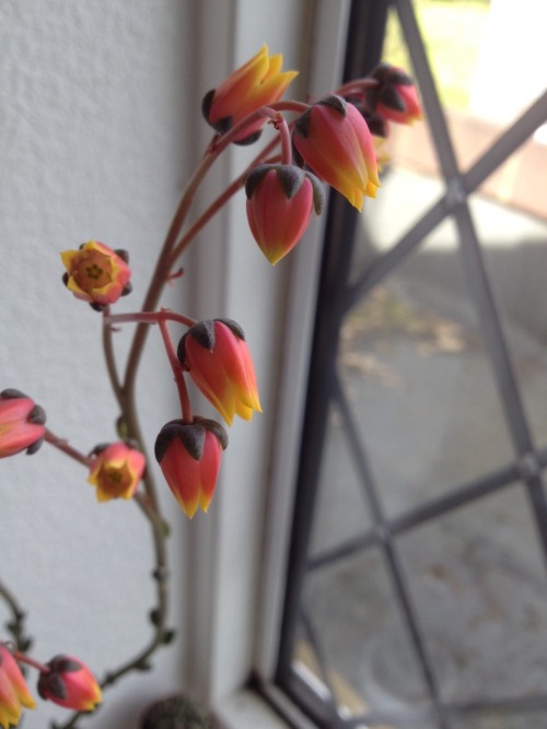succculents:my echeveria purpusorum is flowering!!
