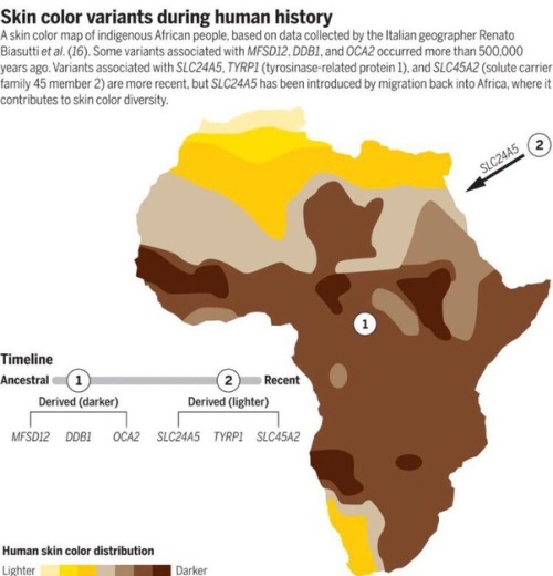 kemetic-dreams:  Human skin color ranges from the darkest brown to the lightest hues. Differences in skin color among individuals is caused by variation in pigmentation, which is the result of genetics (inherited from one’s biological parents), the