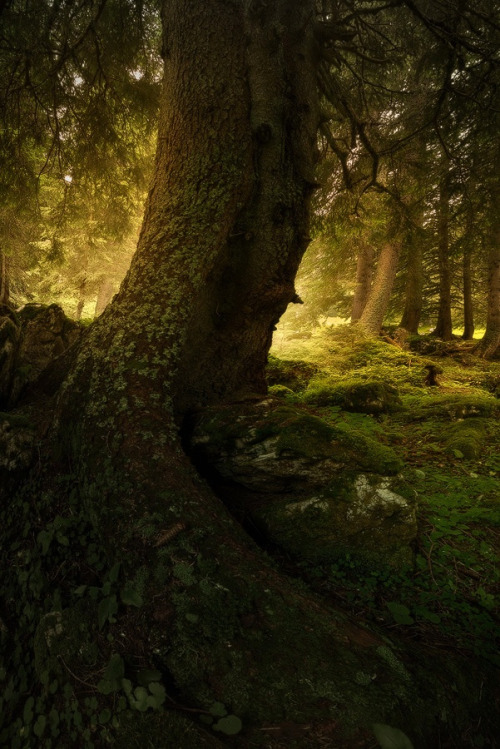 photos by Enrico Fossati | MY TUMBLR BLOG | The sexiest tree trunks on earth. Featuring Tyra Ba