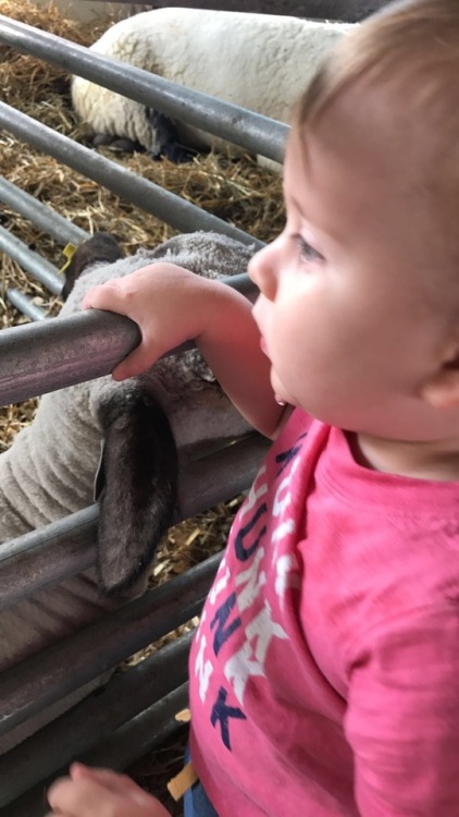 bubby’s big day at the fair