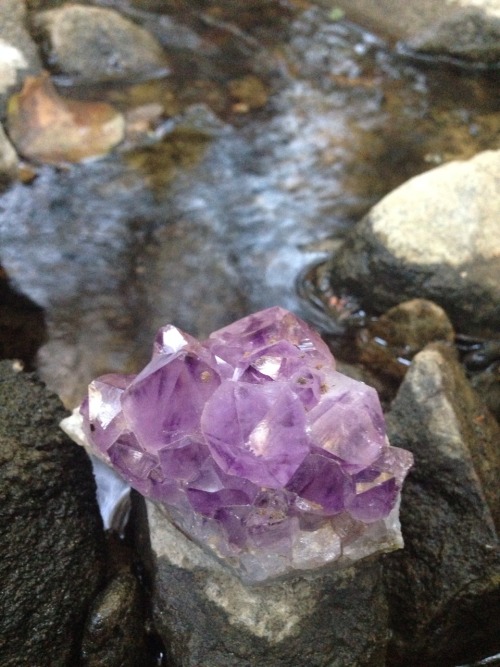 bornanimal:  Cleansing my amethyst in the creek. 