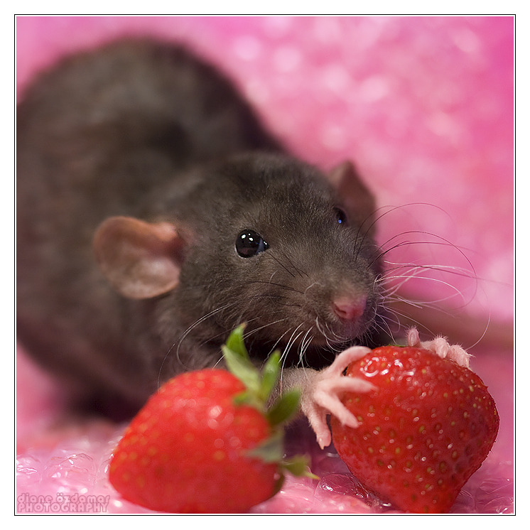 scalestails:  Every time I hear “Rats aren’t cute, they’re gross!” or “How