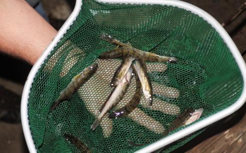 juvenile fish are often called ‘fingerlings’ or ‘fry’ until the fish is fully grown. these are some 