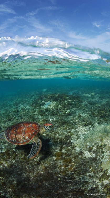 funkysafari:Sea turtle, Philippines by Andrey Narchuk